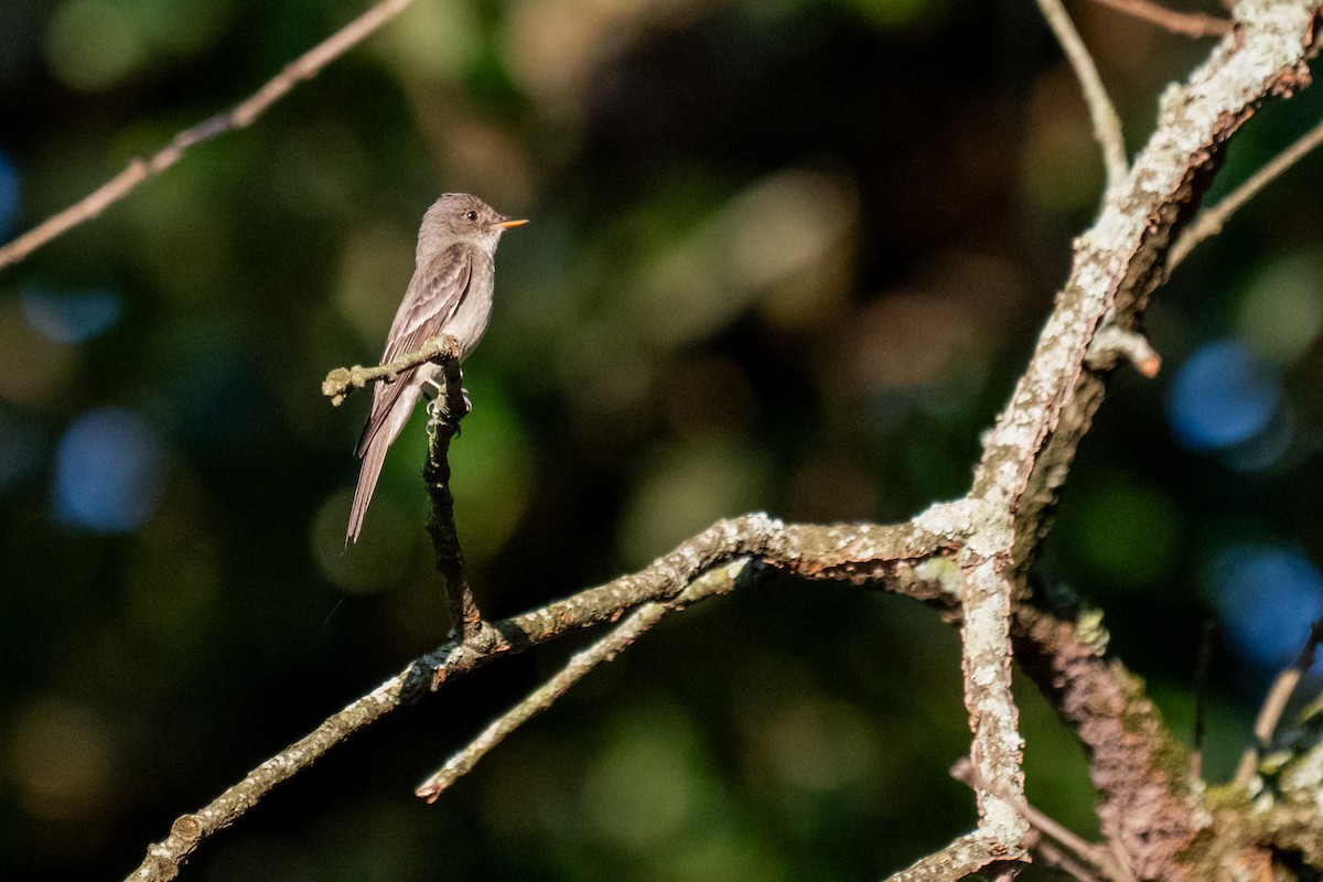 יערית מזרחית - ML639073581