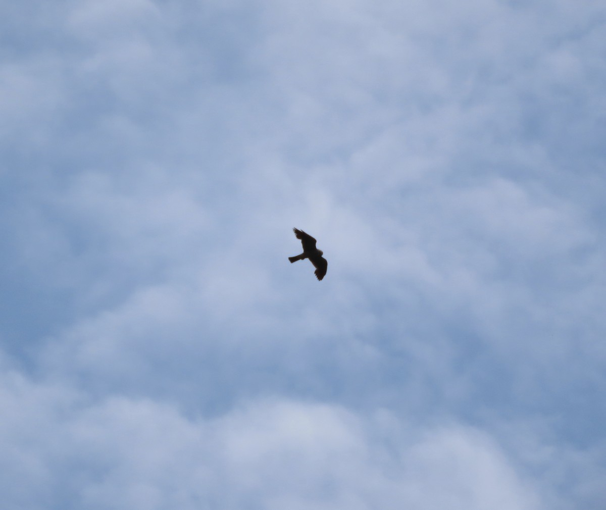 Mississippi Kite - ML639073651
