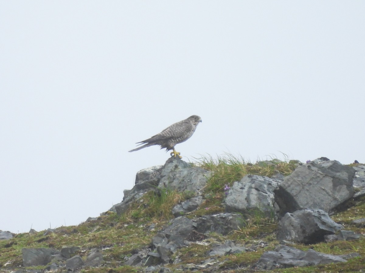 Gyrfalcon - ML639073662