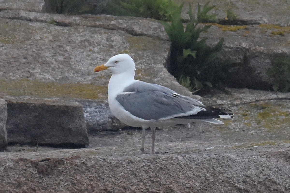 American Herring Gull - ML639073751