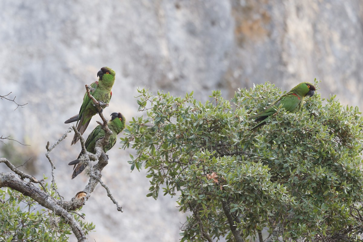 Maroon-fronted Parrot - ML639073760
