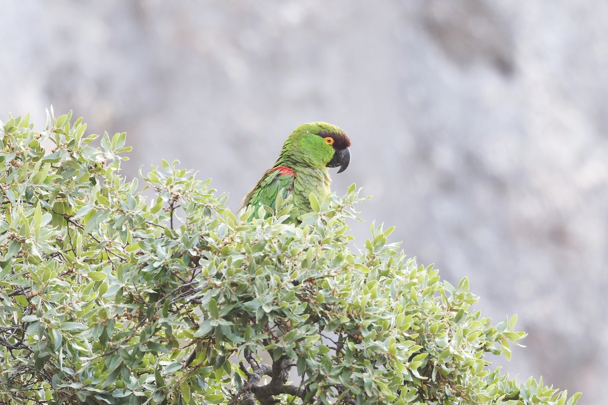 Maroon-fronted Parrot - ML639073793