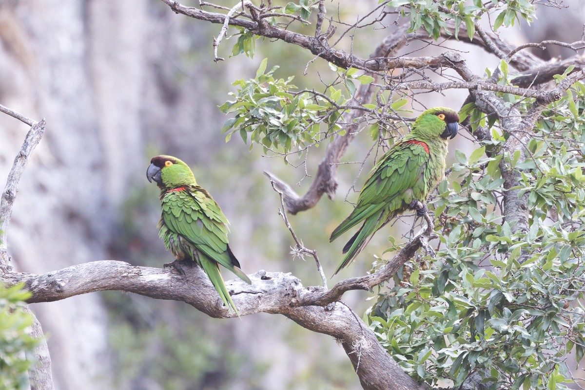 Maroon-fronted Parrot - ML639073798