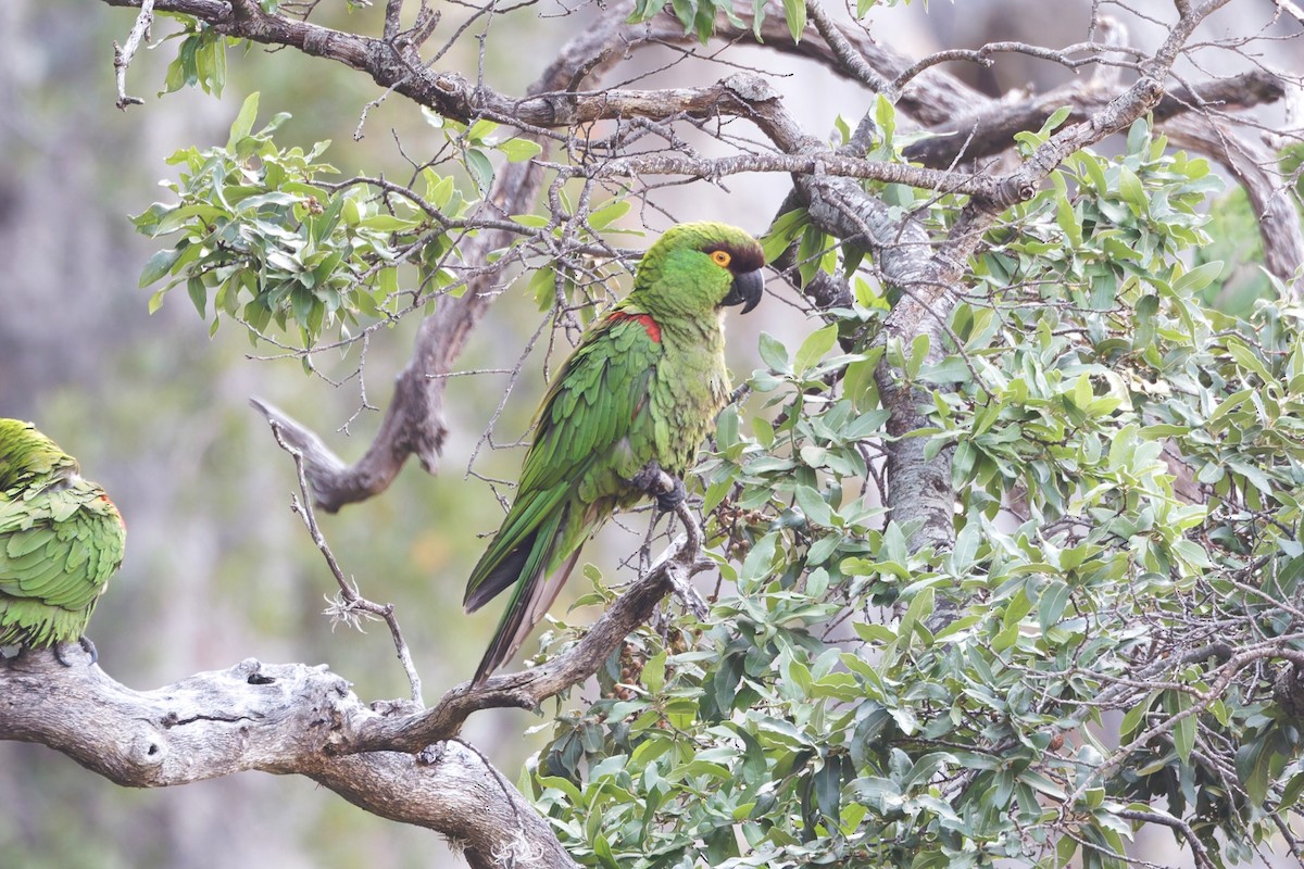 Maroon-fronted Parrot - ML639073805