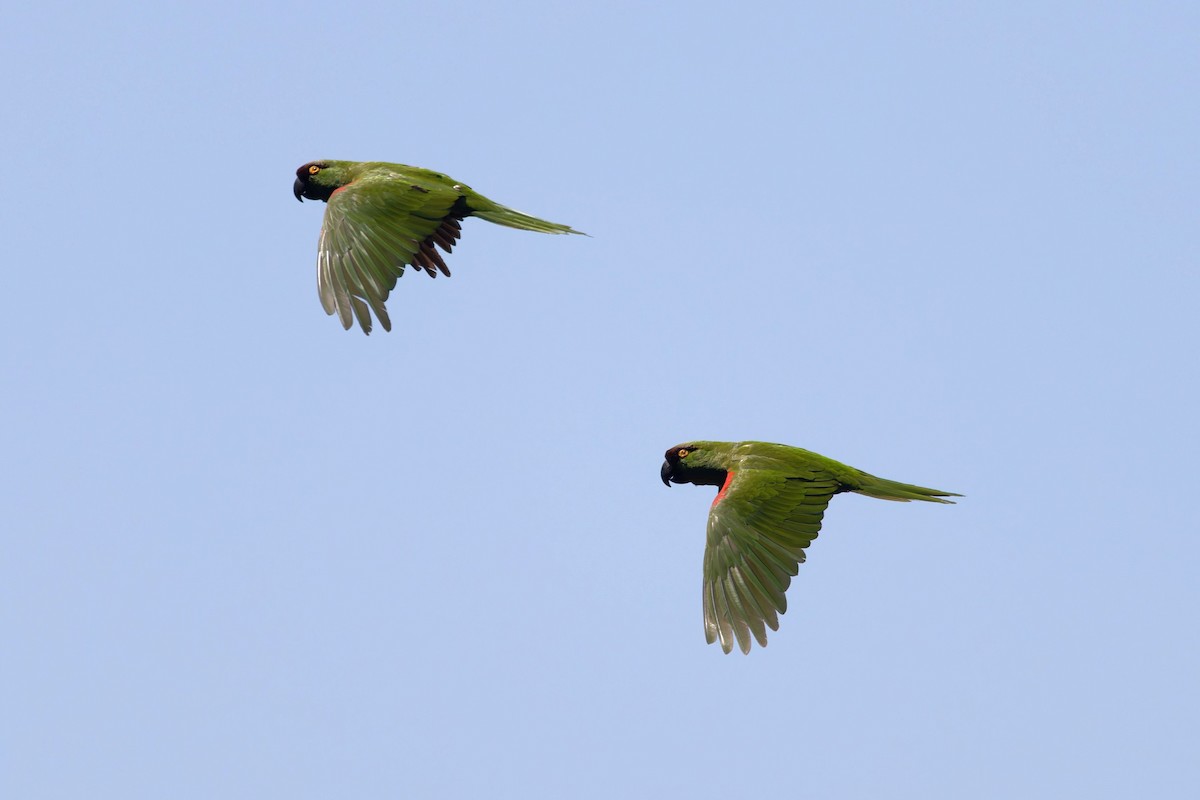 Maroon-fronted Parrot - ML639073814