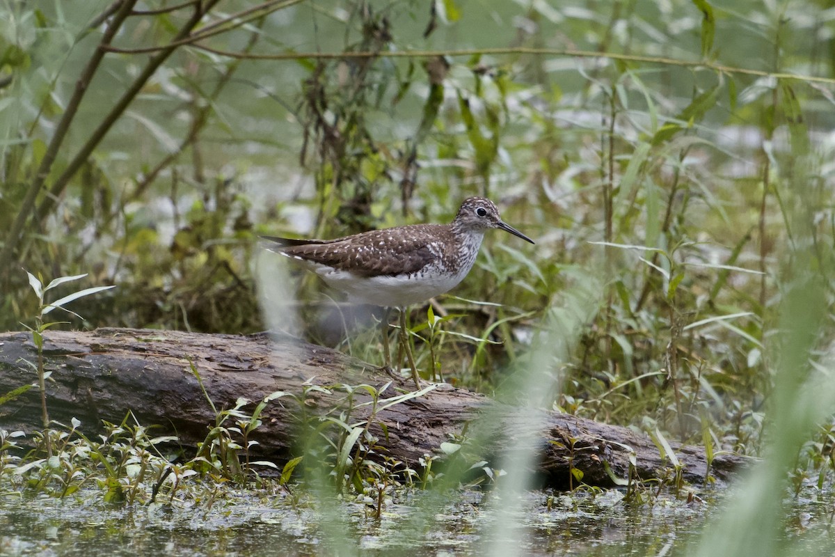 Solitary Sandpiper - ML639073832