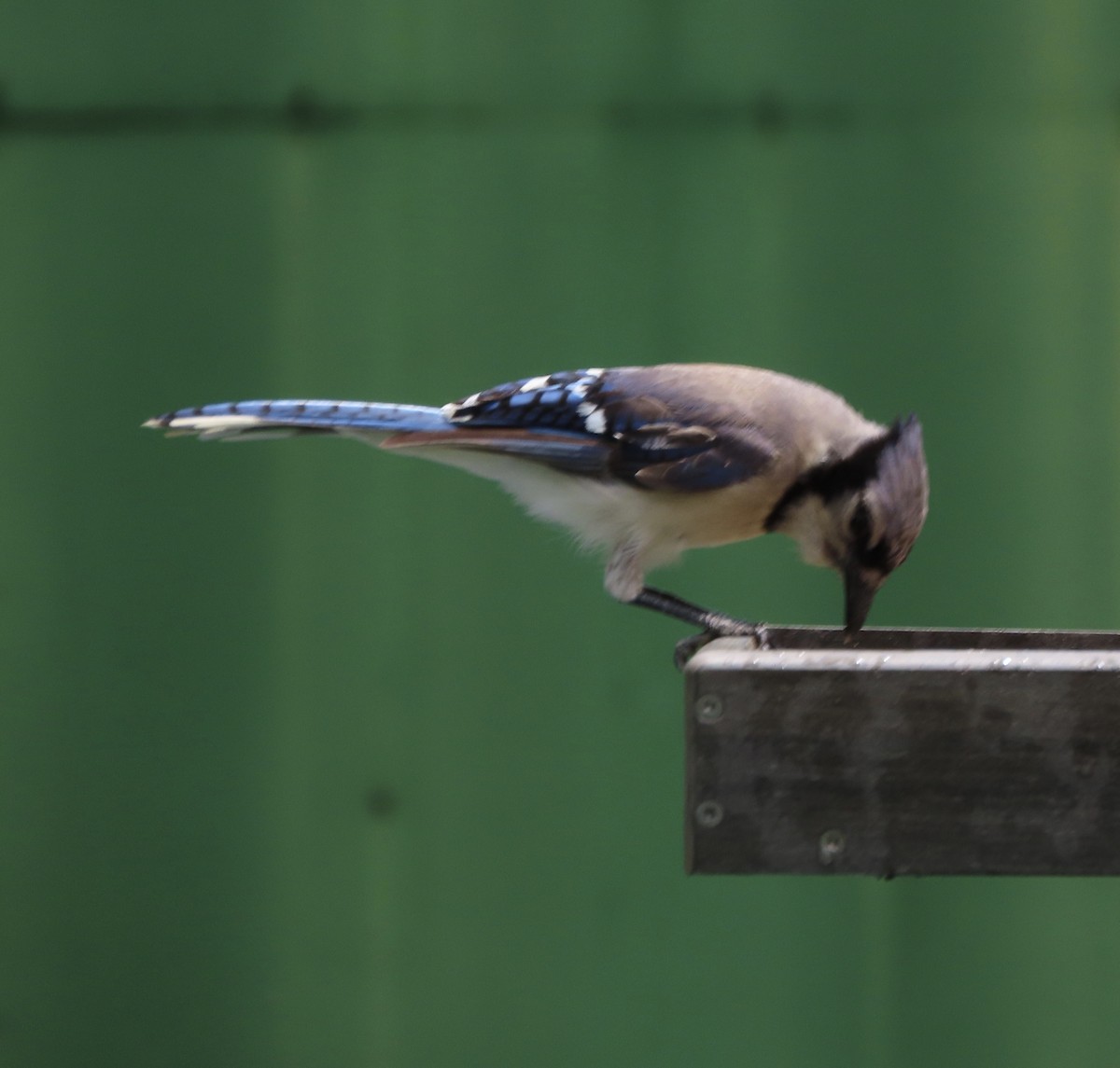 Blue Jay - ML639073863