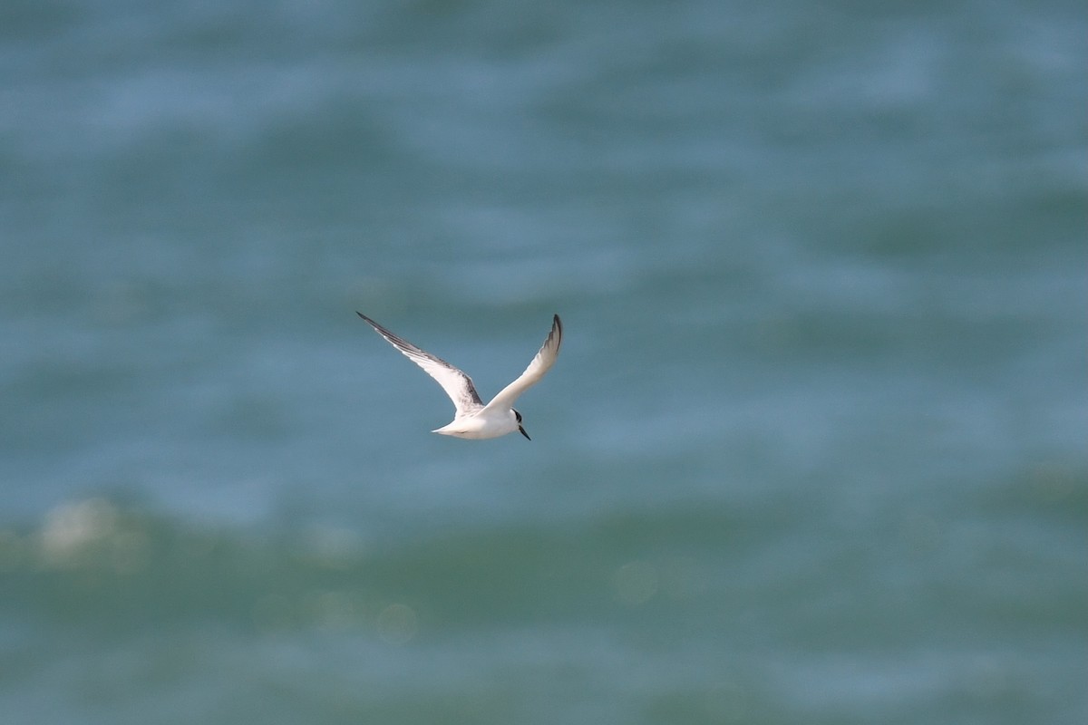 Least Tern - ML639073940