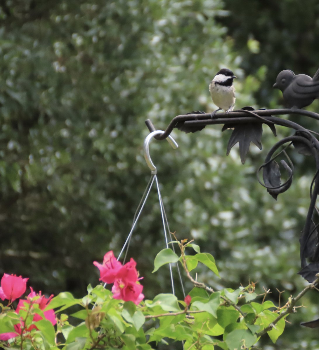 Carolina Chickadee - ML639073948