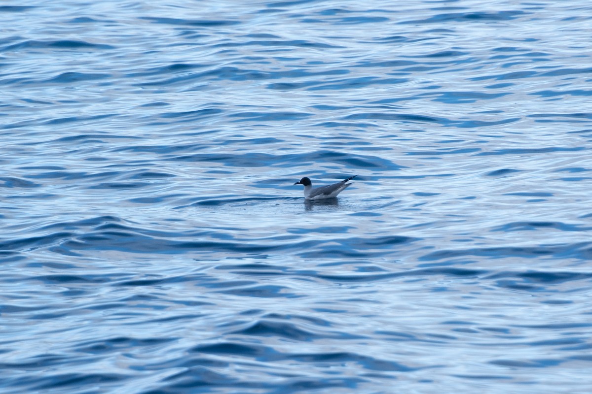 Swallow-tailed Gull - ML639073974