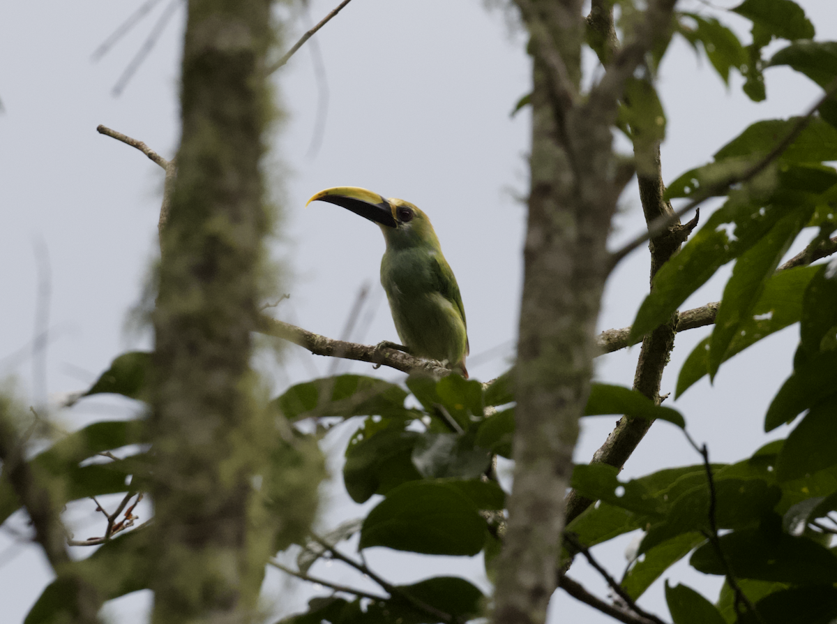 Northern Emerald-Toucanet (Wagler's) - ML639073975