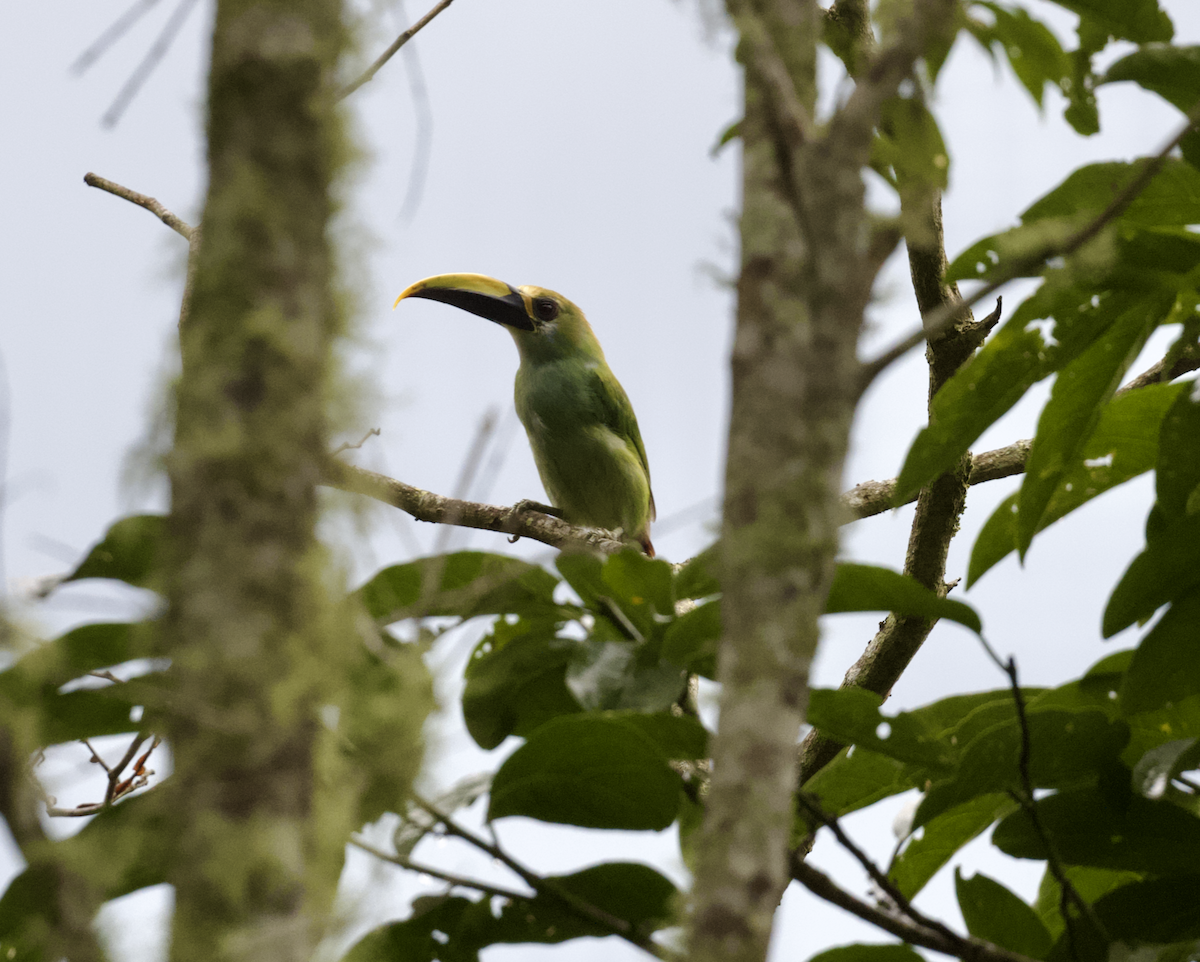 Northern Emerald-Toucanet (Wagler's) - ML639073976