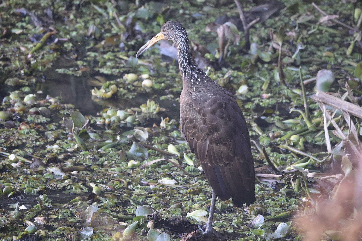 Limpkin - ML639074001