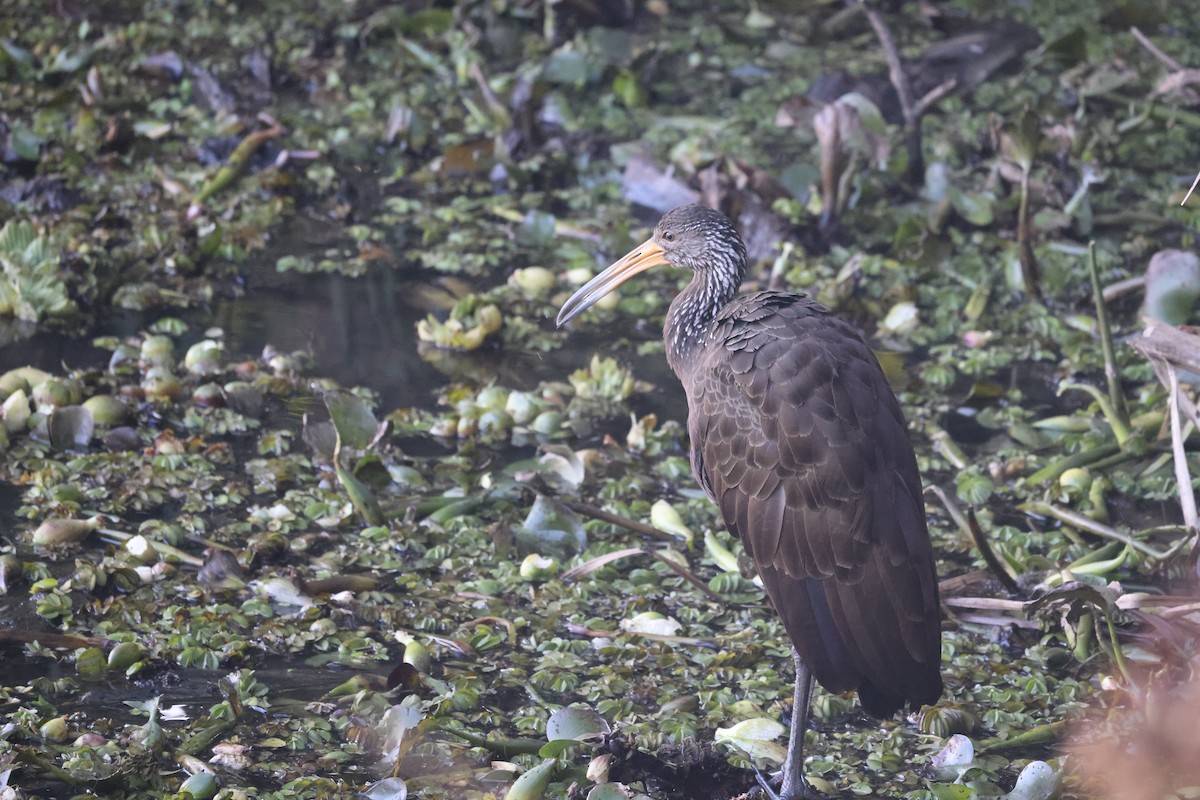Limpkin - ML639074030