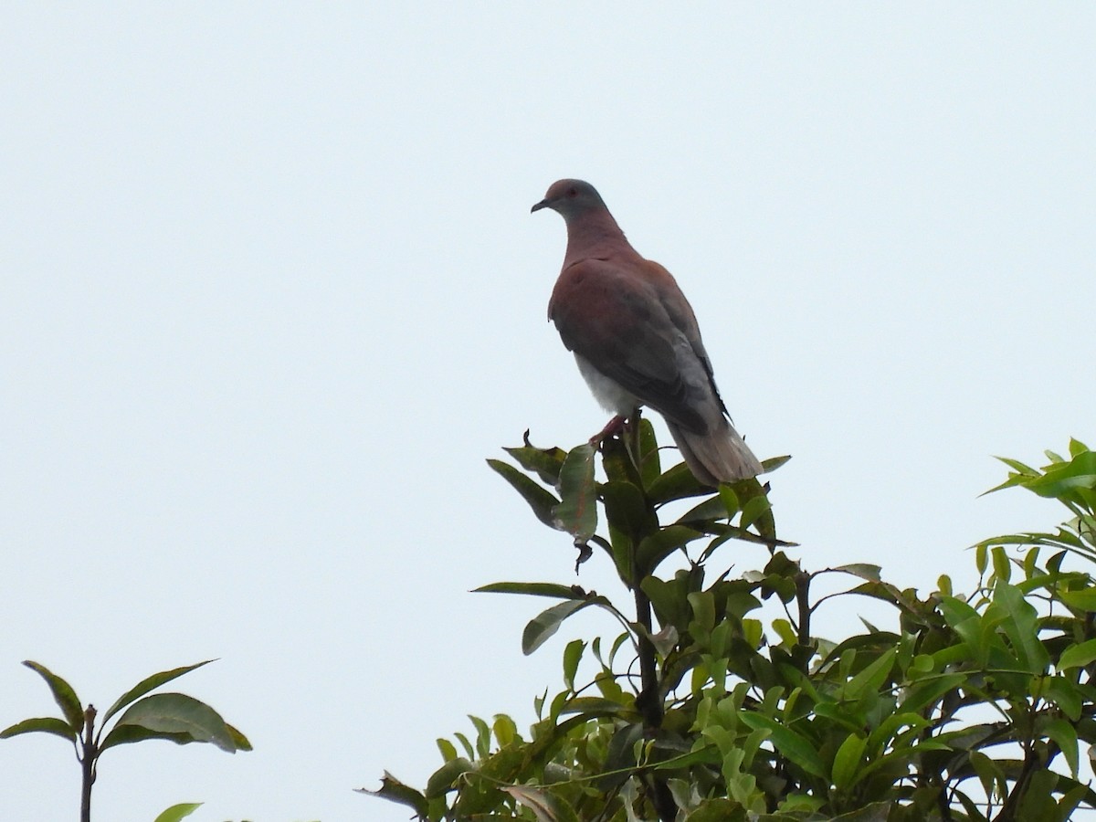 Pigeon rousset - ML639074059