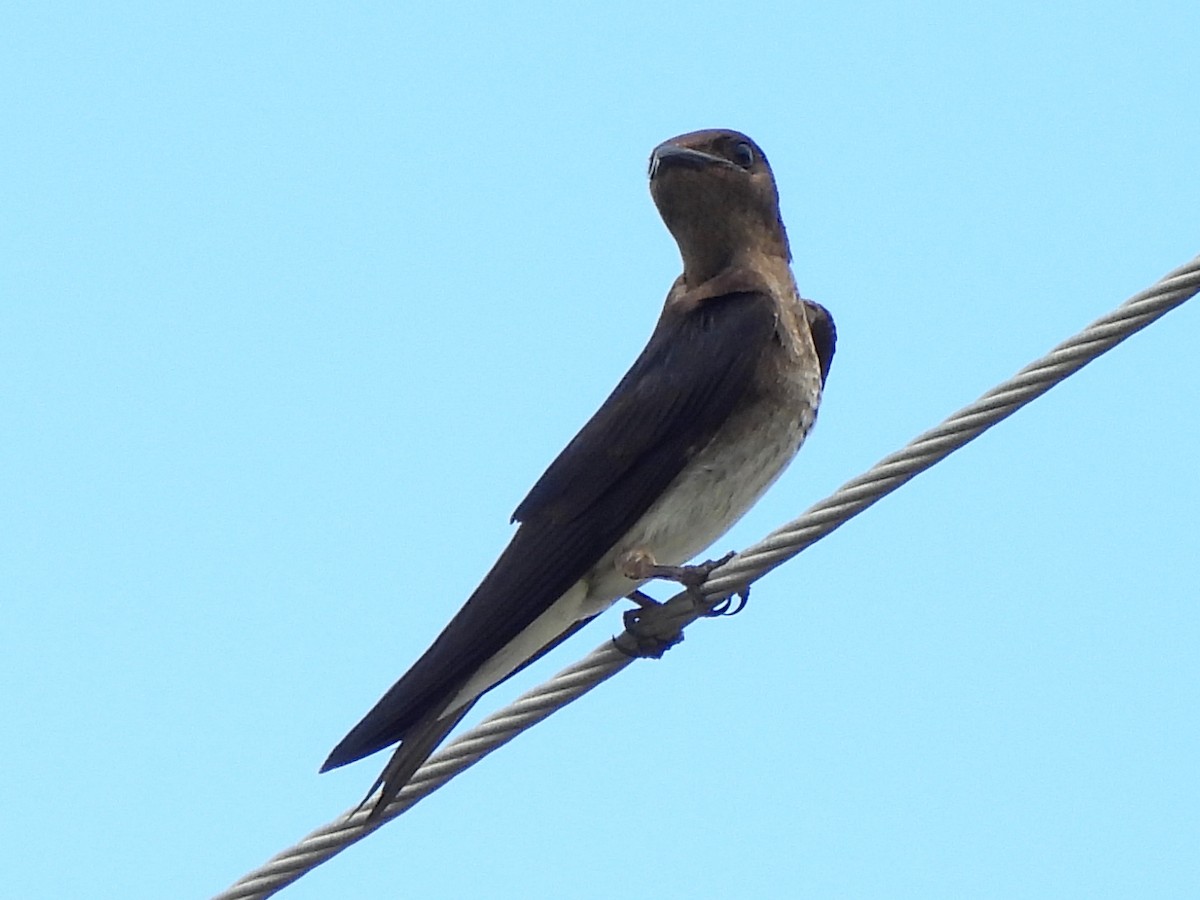 Hirondelle chalybée - ML639074077