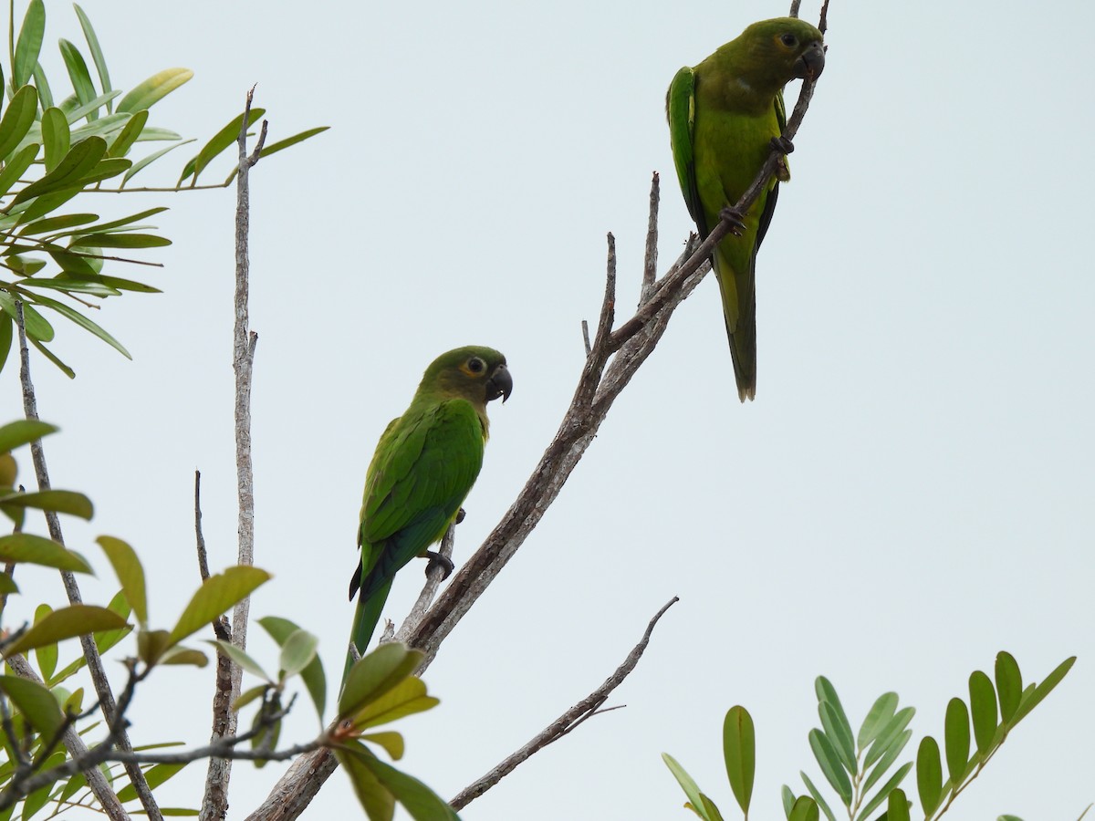 Conure cuivrée (ocularis) - ML639074082