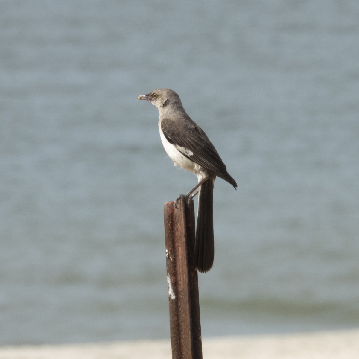 Northern Mockingbird - ML639074096