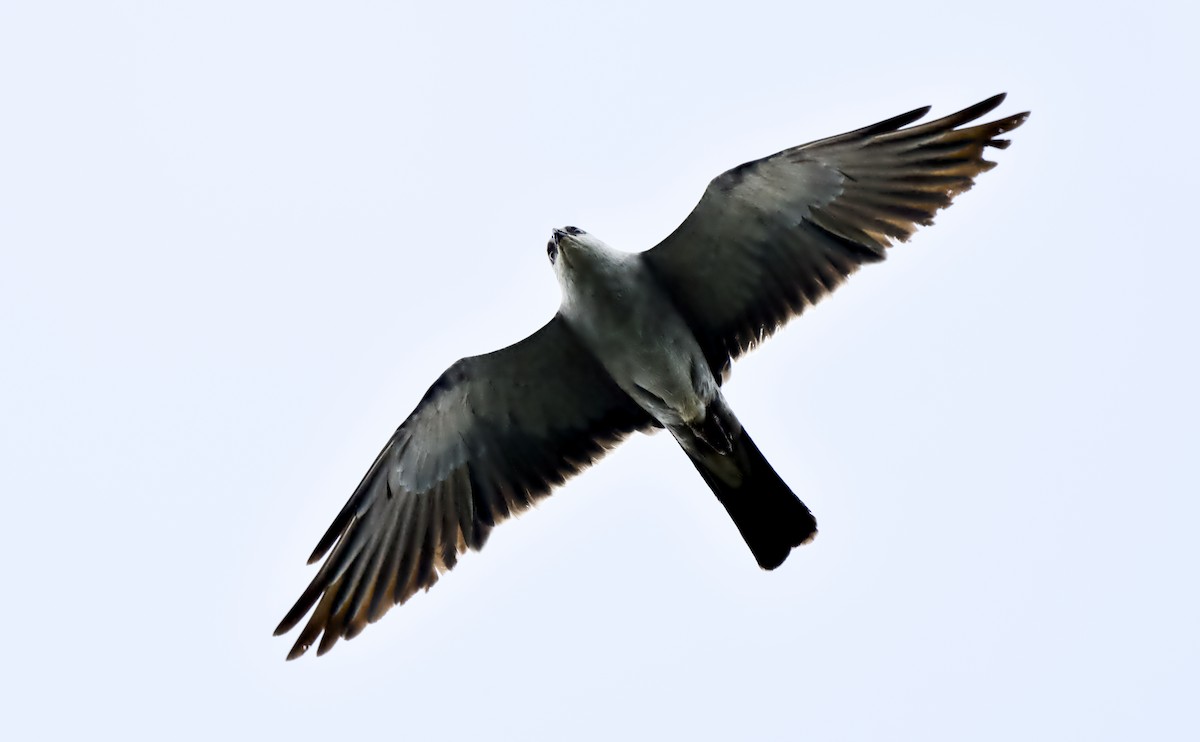 Mississippi Kite - ML639074124