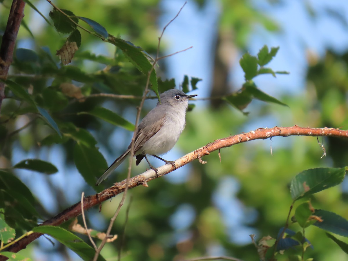 Blue-gray Gnatcatcher - ML639074137