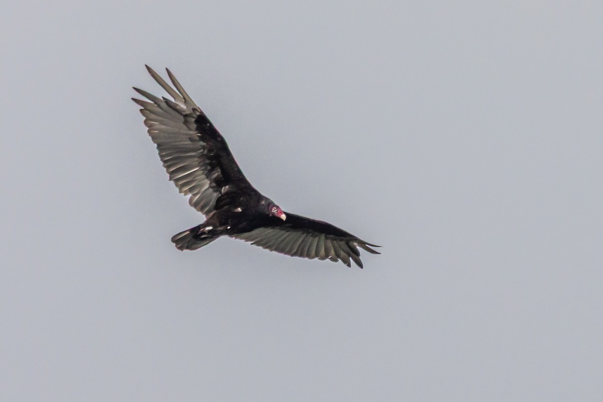Turkey Vulture - ML639074158