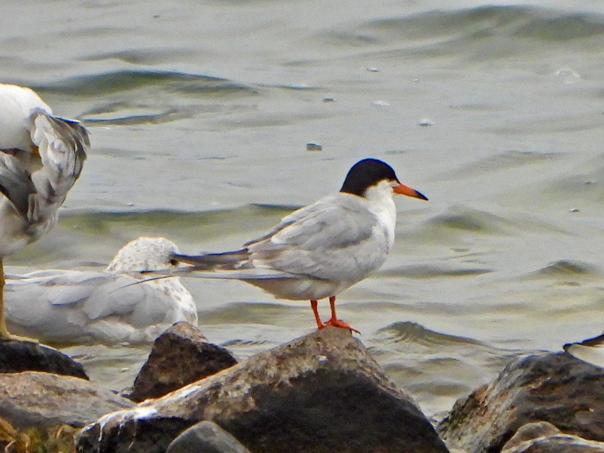 Forster's Tern - ML639074207