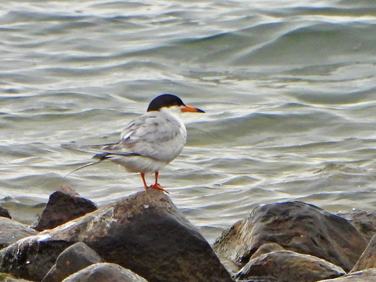 Forster's Tern - ML639074208