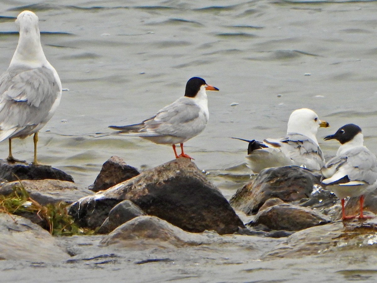 Forster's Tern - ML639074209