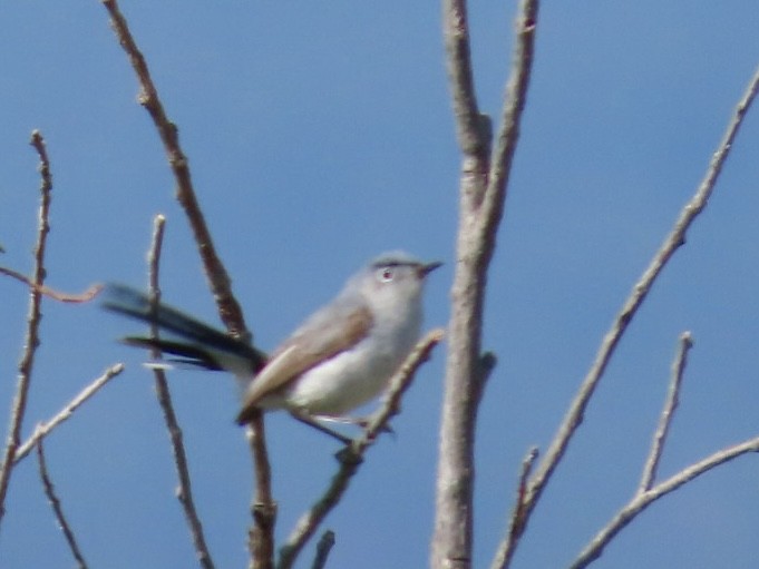Blue-gray Gnatcatcher - ML639074236