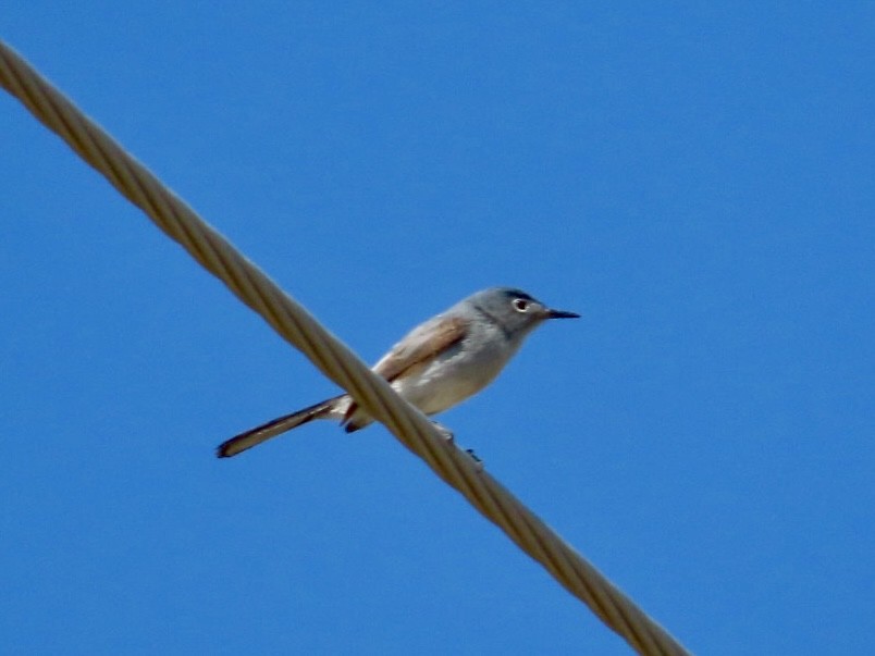 Blue-gray Gnatcatcher - ML639074237