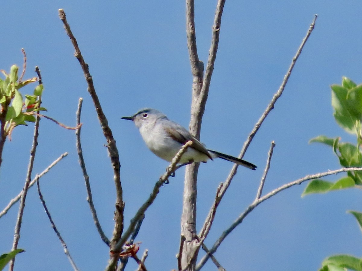 Blue-gray Gnatcatcher - ML639074238