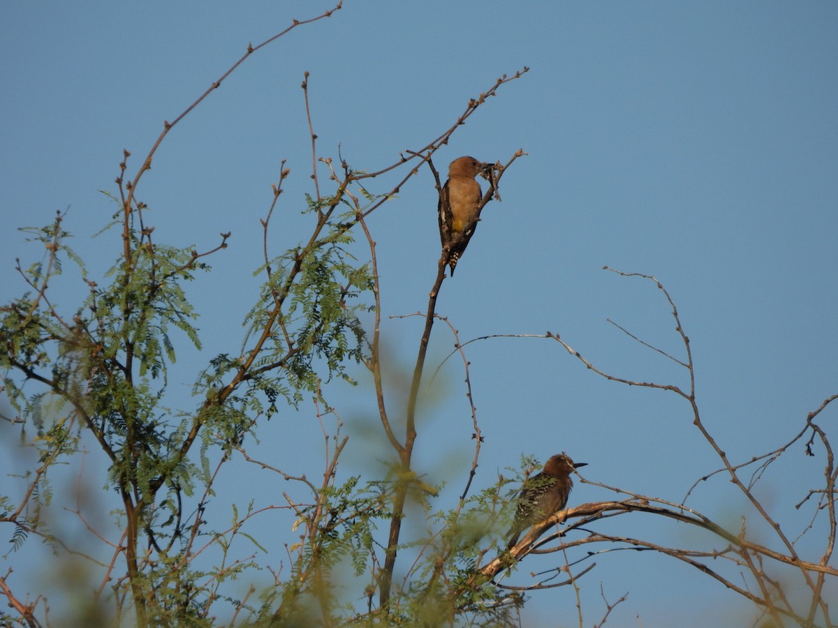 Gila Woodpecker - ML639074254