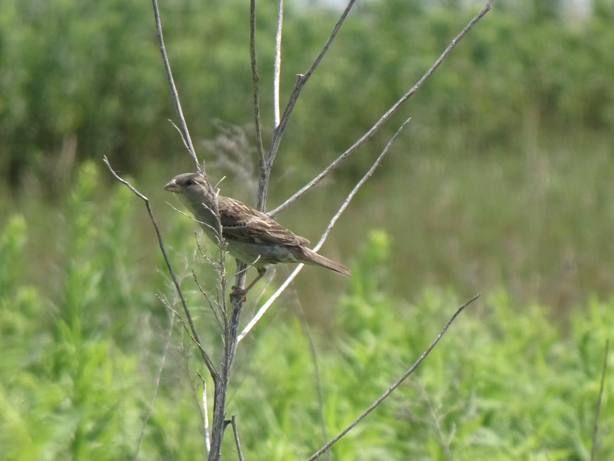 家麻雀 - ML639074284