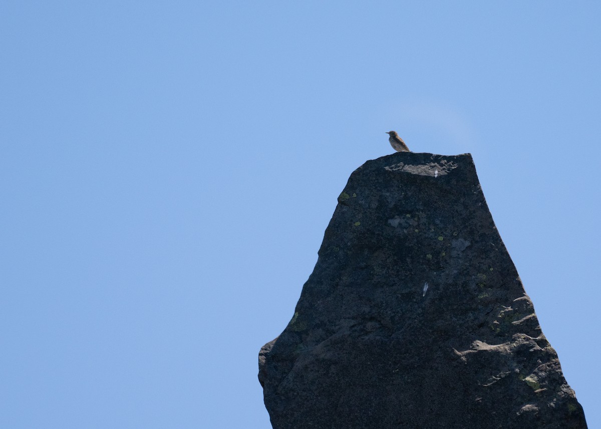 Pipit de Berthelot - ML639074319