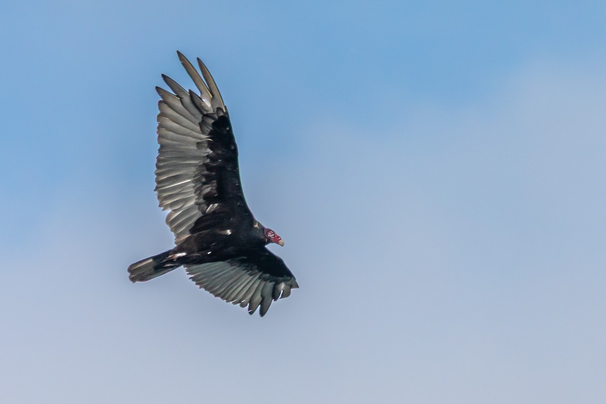 Turkey Vulture - ML639074323