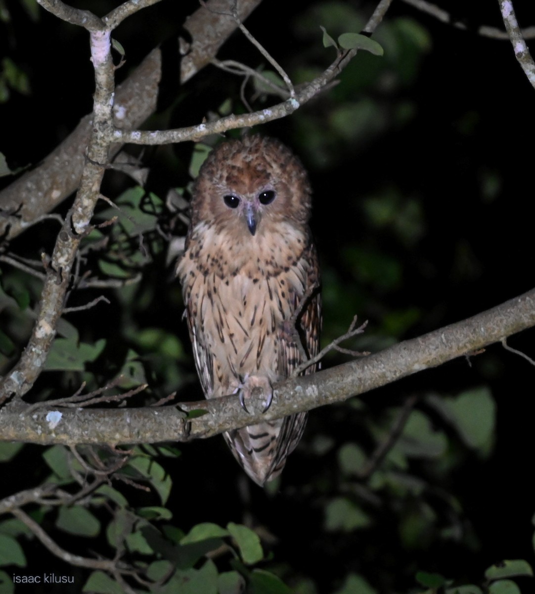 Pel's Fishing-Owl - ML639074343