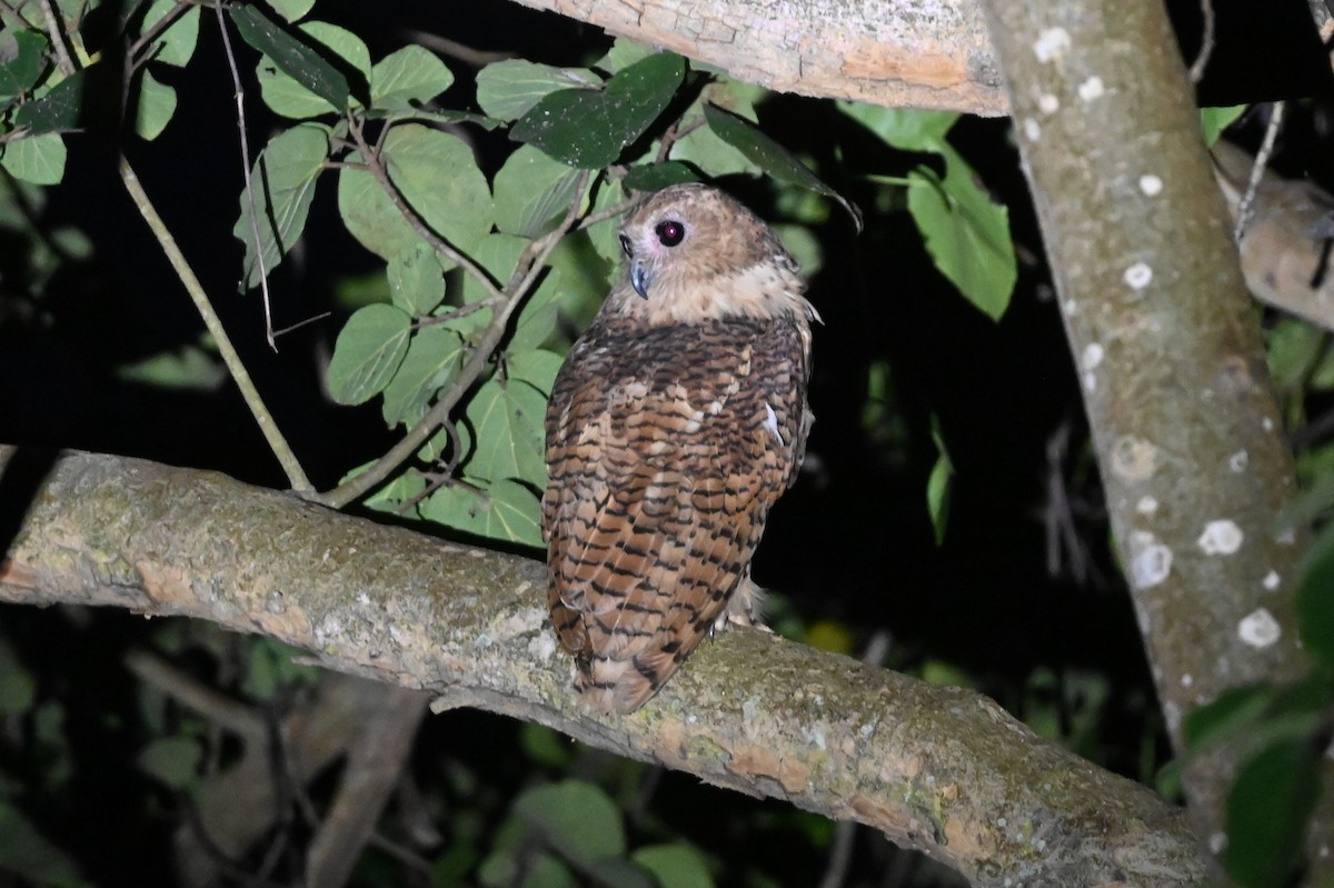 Pel's Fishing-Owl - ML639074344