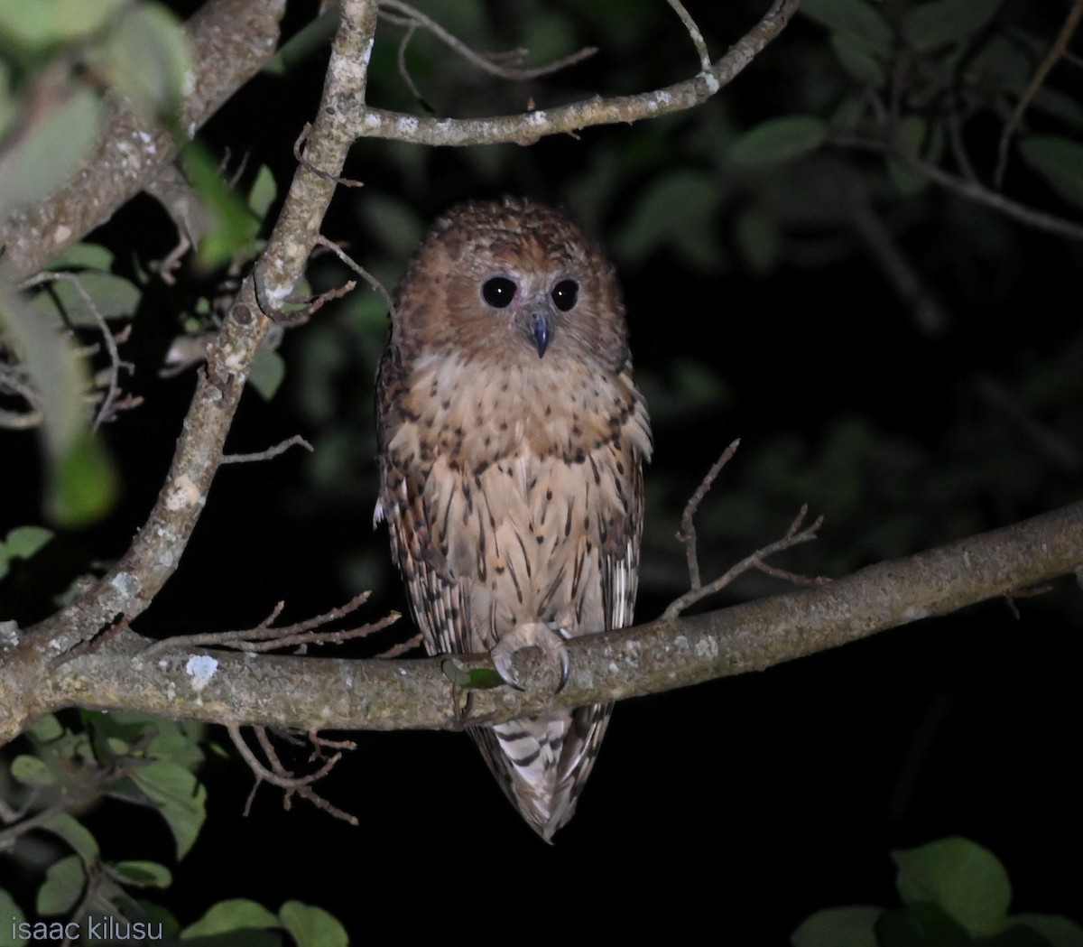 Pel's Fishing-Owl - ML639074346