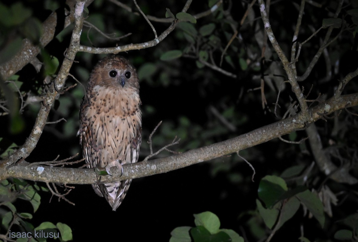 Pel's Fishing-Owl - ML639074348