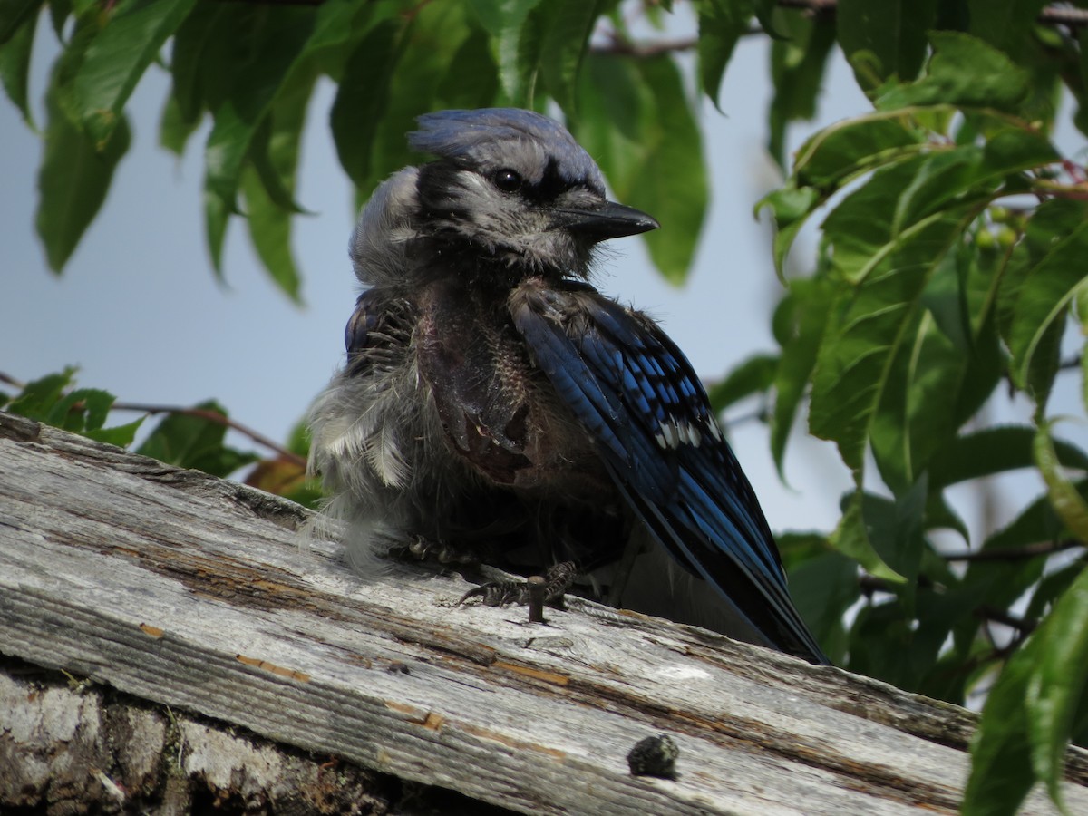 Blue Jay - ML639074408