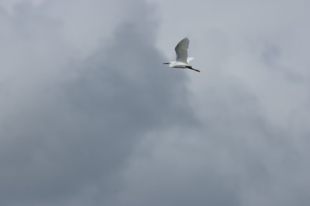 Little Egret - ML639074412