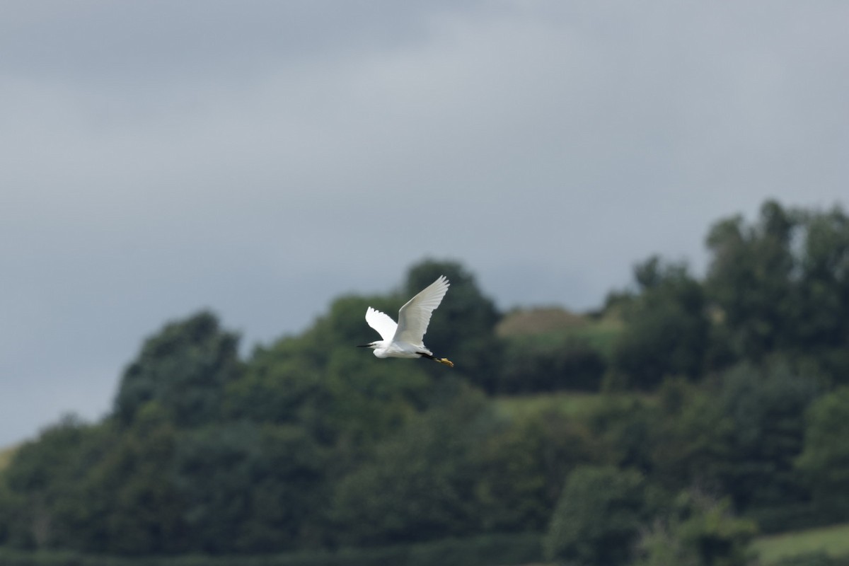 Little Egret - ML639074413