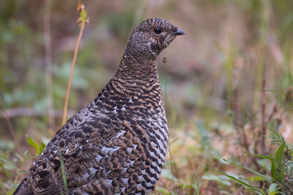 Spruce Grouse - ML639074564