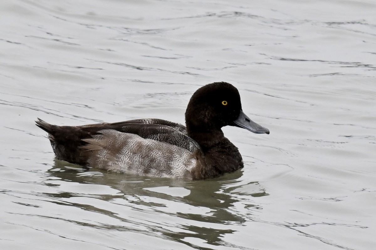 Тэнгисийн шумбуур - ML639074574