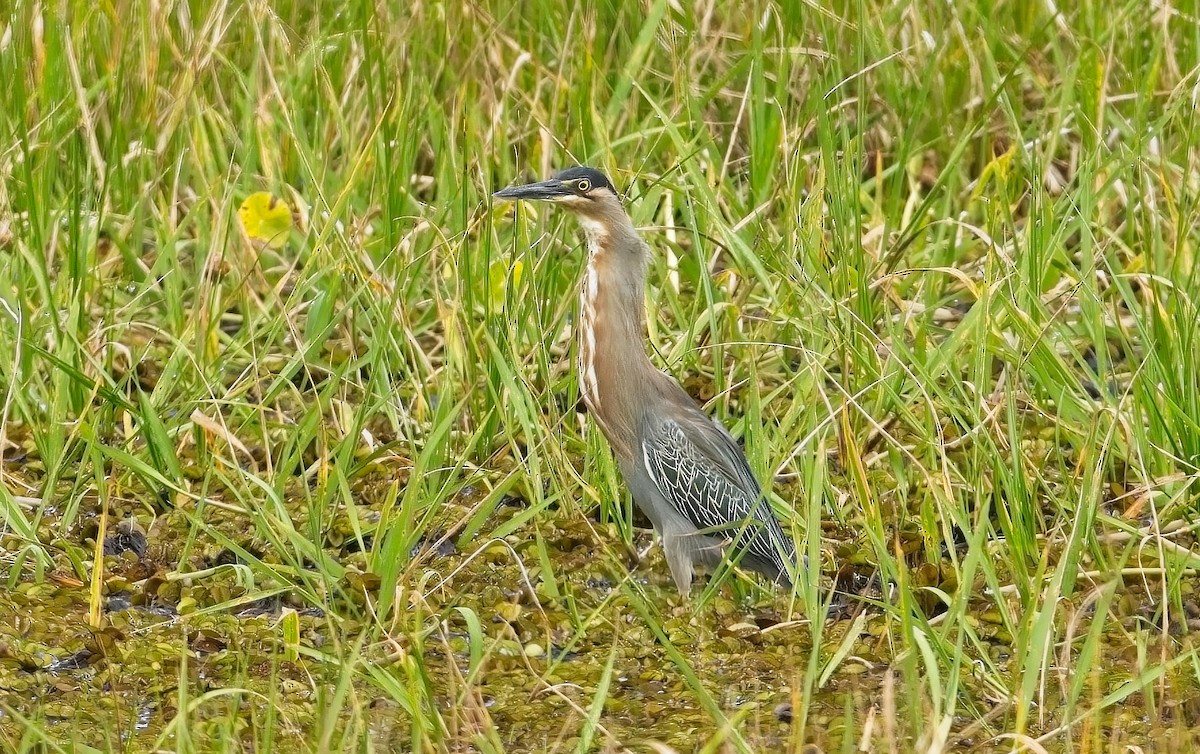 Striated Heron - ML639074577