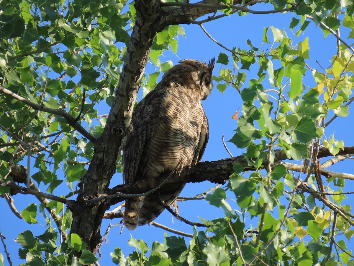 Great Horned Owl - ML639074593