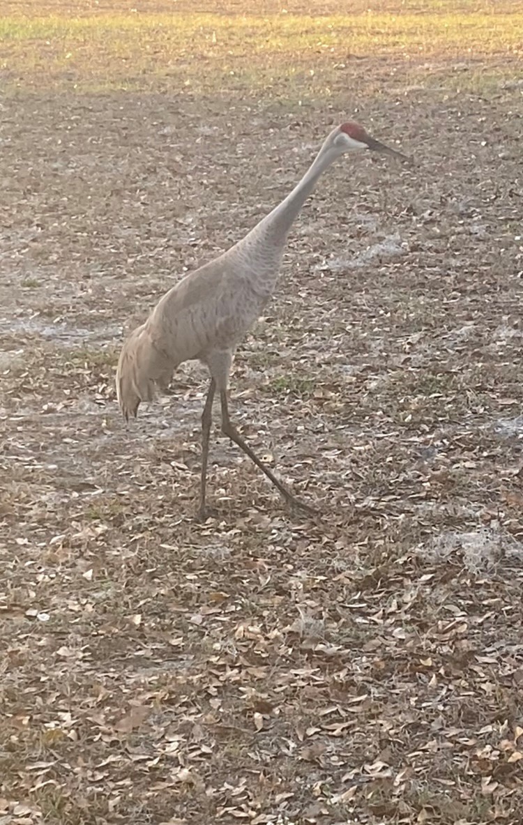 Sandhill Crane - ML639074598