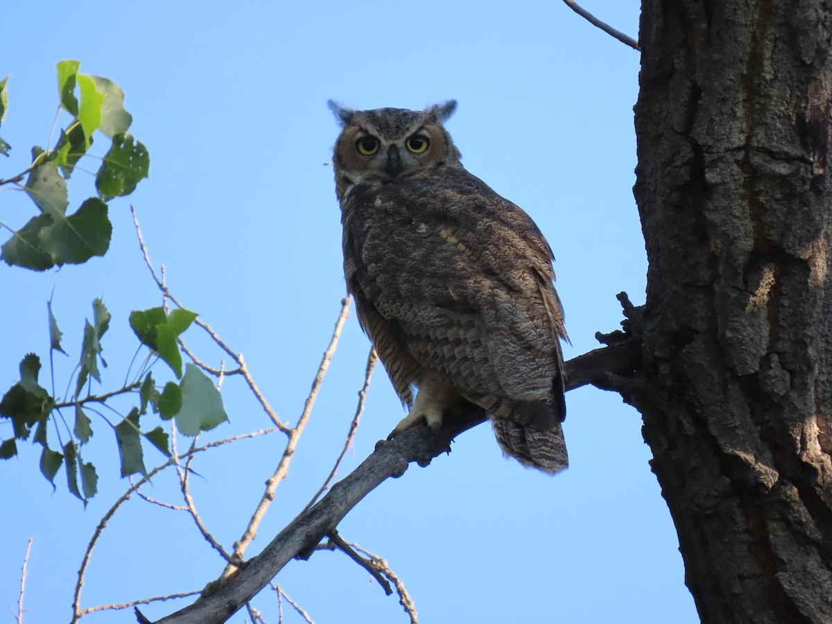 Great Horned Owl - ML639074609