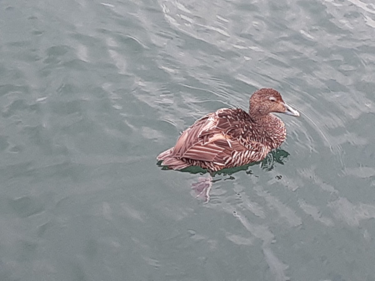 Common Eider - ML639074628
