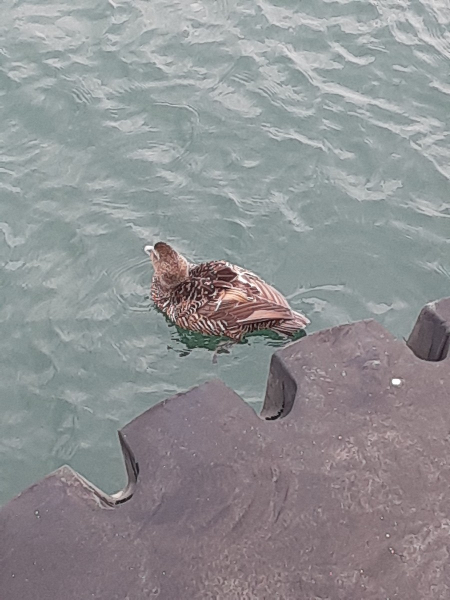 Common Eider - ML639074629